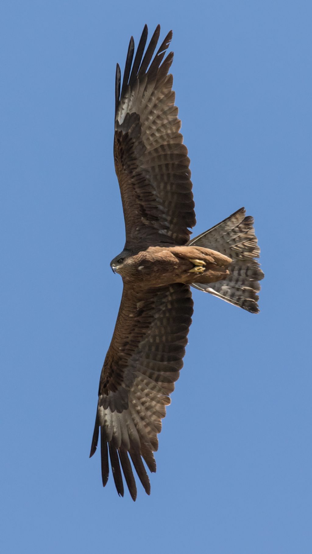 Nibbi bruni (Milvus migrans)